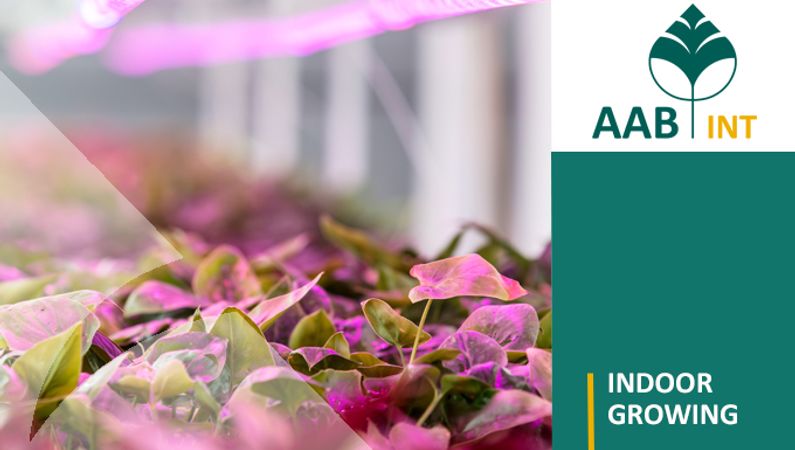 Download our new brochure Indoor Growing